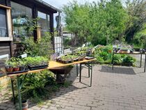 Mitmachgarten mit Jungpflanzenmarkt